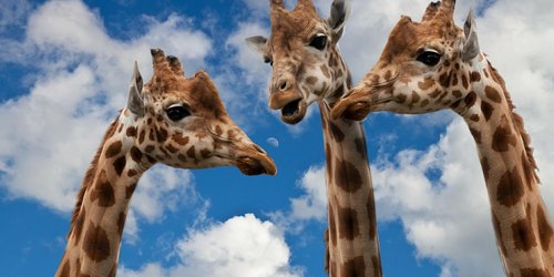 blog-giraffes-gc24a3327f_1920